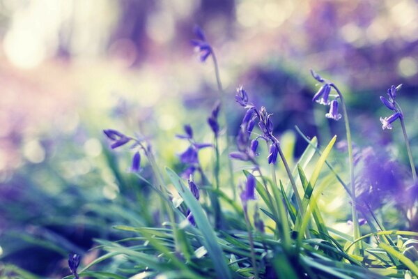 Kleine ungewöhnliche lila Blüten