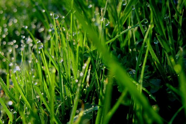 Hierba verde de primavera cubierta con rocío matutino