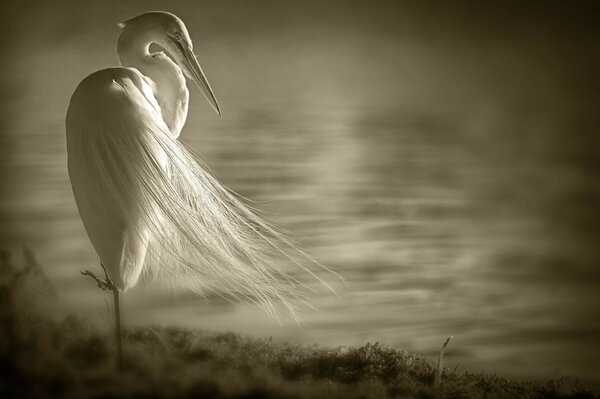 Bel oiseau blanc. Ciel