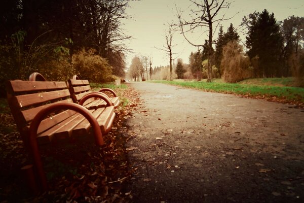 Vicolo autunnale vuoto nel parco