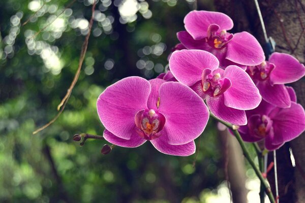 Красивый тропический фиолетовый цветок