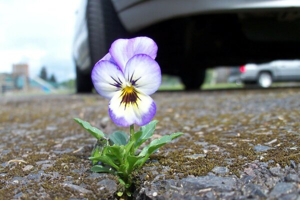 Ein kleines scharlachrotes Blümchen auf der Straße