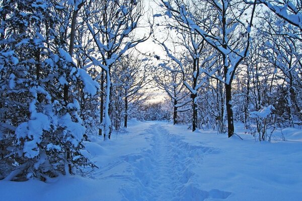 Sentiero attraverso cumuli di neve nella foresta innevata