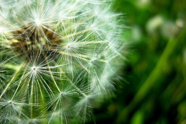 A huge white dandelion on a green background