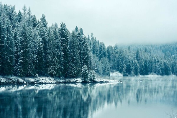 Trees in the snow and a pond nearby