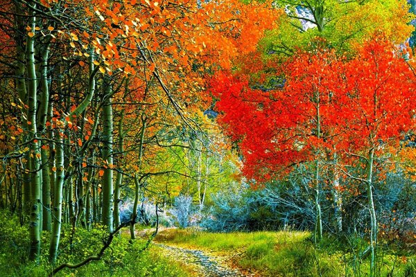 Деревья покрыты разноцветной листвой
