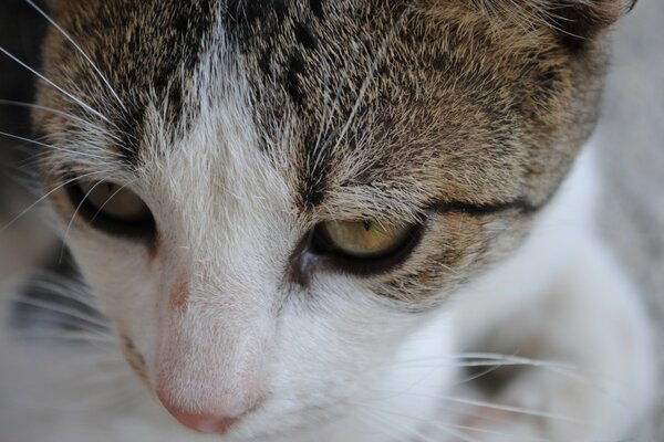 Focinho de gato close-up