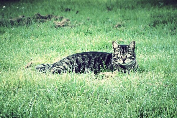 A big cat is lying on the grass