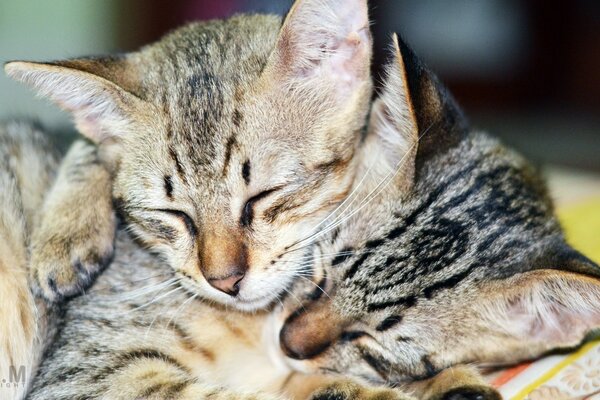 Dois gatos dormindo em um abraço