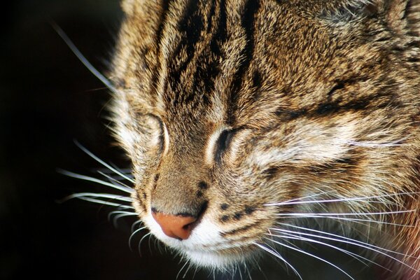 Graue Katze schläft friedlich