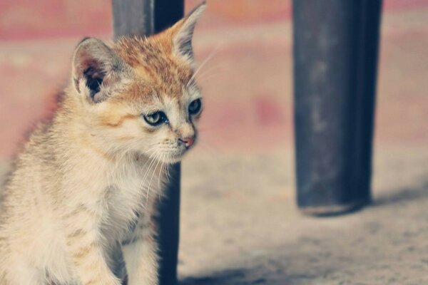 Chat garous regardant au loin