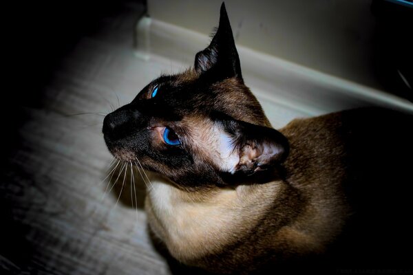 Un hermoso gato de ojos azules yace