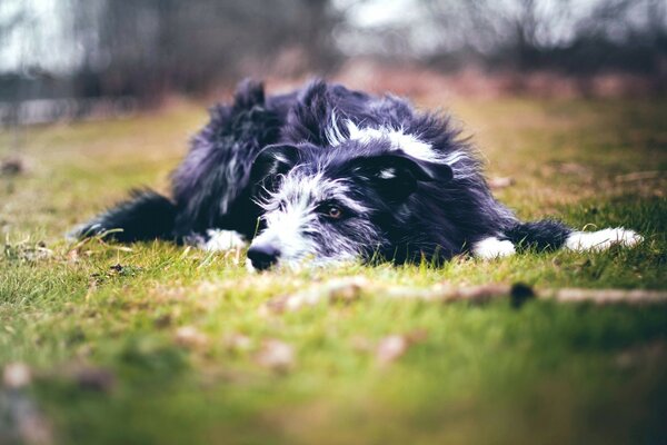 Chien au repos dans la nature couché sur l herbe