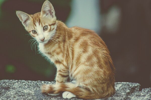 A red-haired cat is sitting on a rock