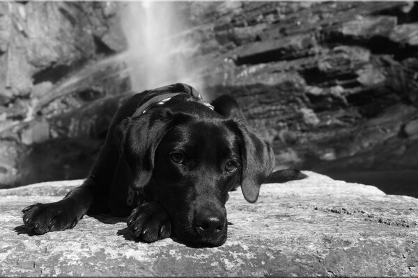 Scatto in bianco e nero-il cane giace