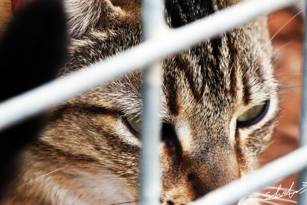 Chat gris assis derrière une grille métallique