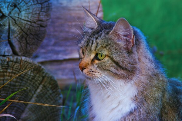 Gato bonito em uma raça descansa