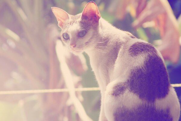 O gato na natureza está entediado com a casa