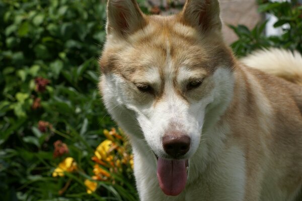 Perro rojo sonríe graciosamente