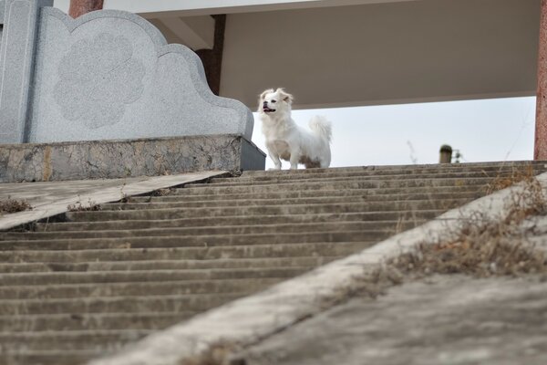 Chien blanc debout sur une marche