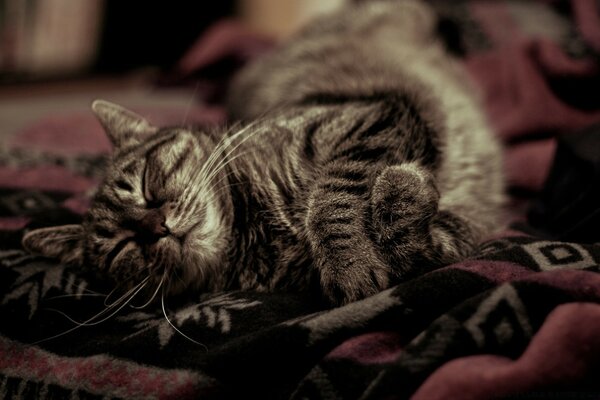 Grey cat sleeping on the sofa