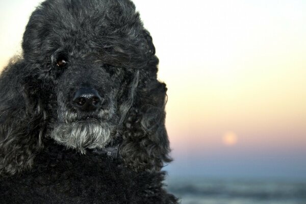 A dog with black, curly hair