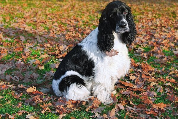 Sonbahar yapraklarında kıvırcık köpek