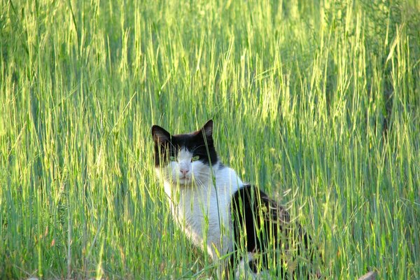 Schwarze und weiße Katze lauerte im grünen Gras