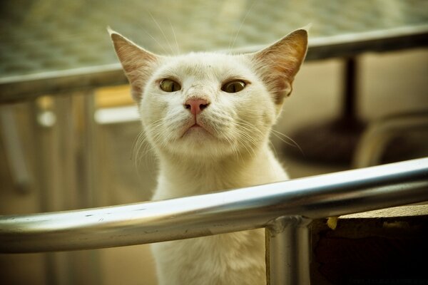 The white cat looks surprised