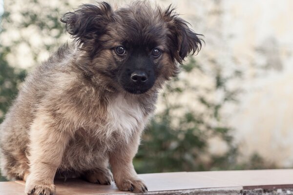 Pequeno filhote de cachorro triste bonito