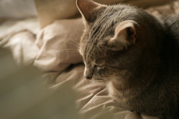 A striped cat is lying on a blanket