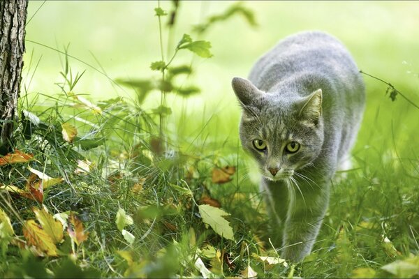 A cat walks on the grass in summer