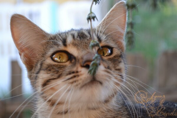 Gato gris oliendo hierba verde