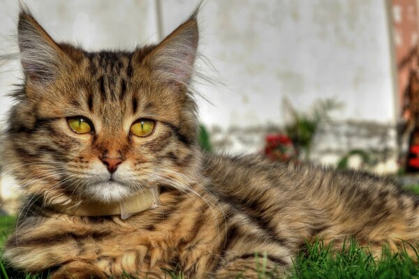 Gato peludo yace en la hierba