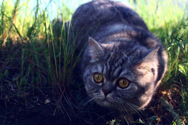 Eine reinrassige Katze schleicht sich im Gras