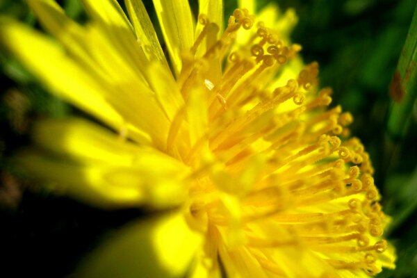 A bright yellow dandelion taken very close