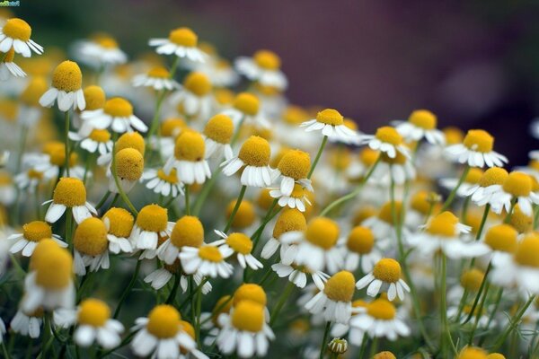 Fluffy field of white daisies