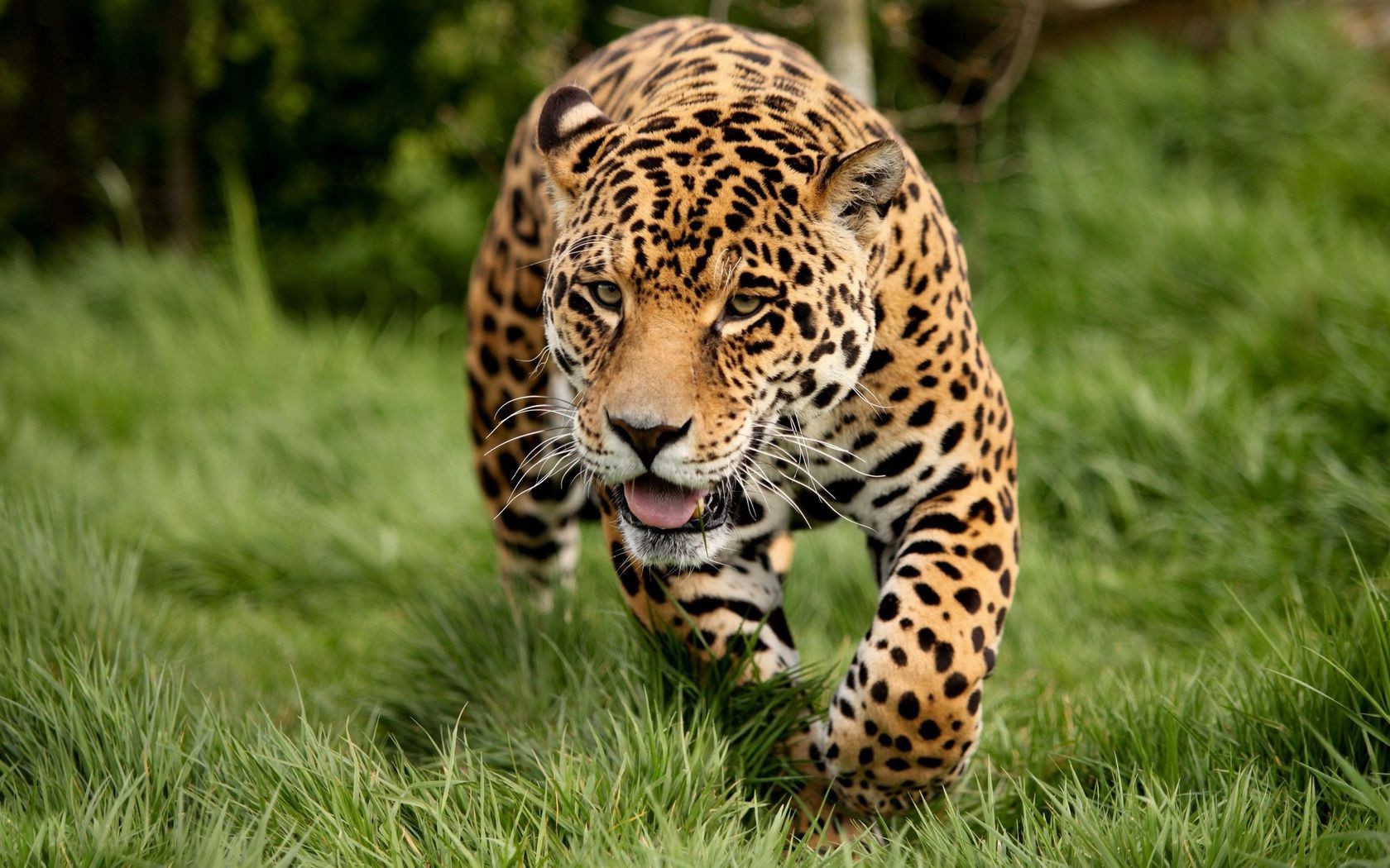 leoparlar yaban hayatı memeli doğa kedi hayvan