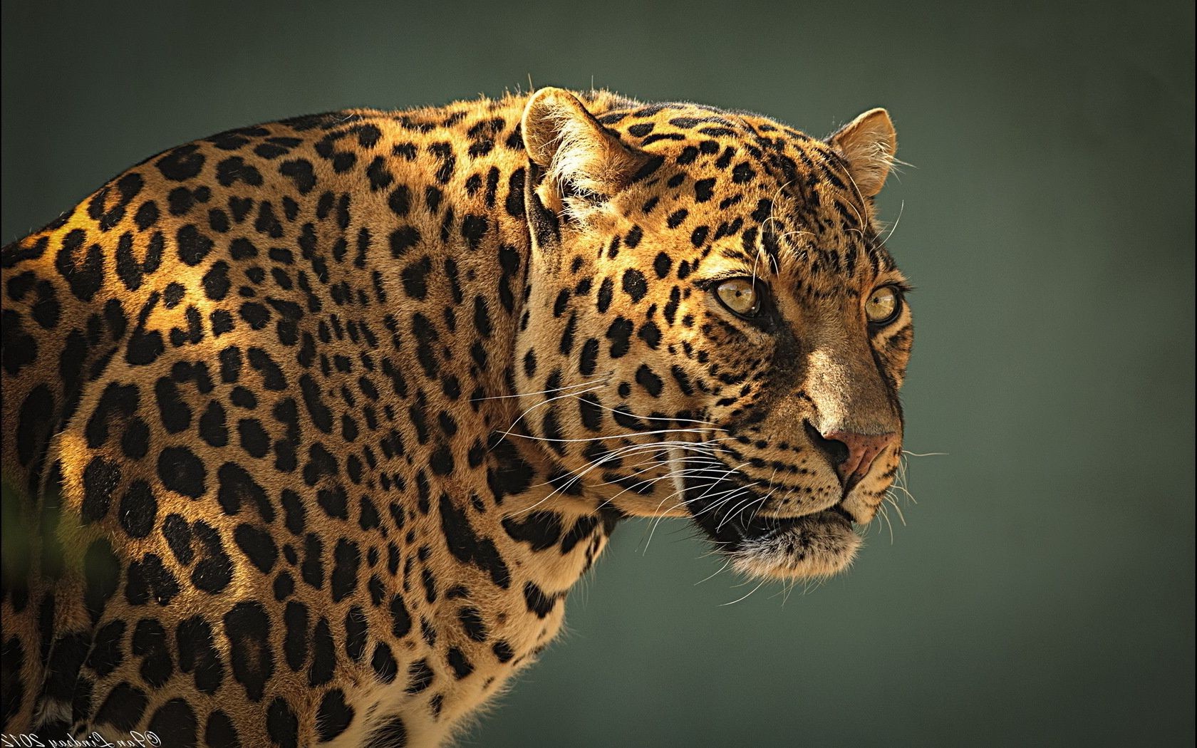 leopardos gato vida silvestre leopardo zoológico depredador animal selva mamífero safari cazador tigre grande piel naturaleza carnívoro ojo salvaje caza pantera