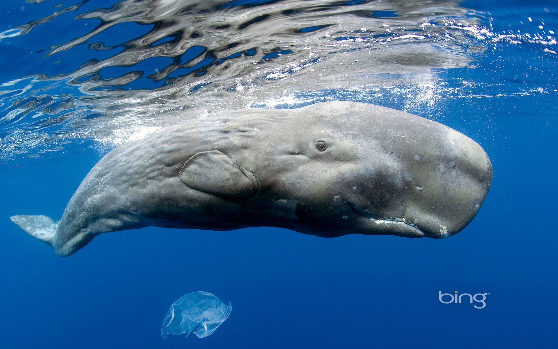 animales bajo el agua natación agua peces mar naturaleza océano delfín soplador ballena marina vida silvestre tiburón buceo