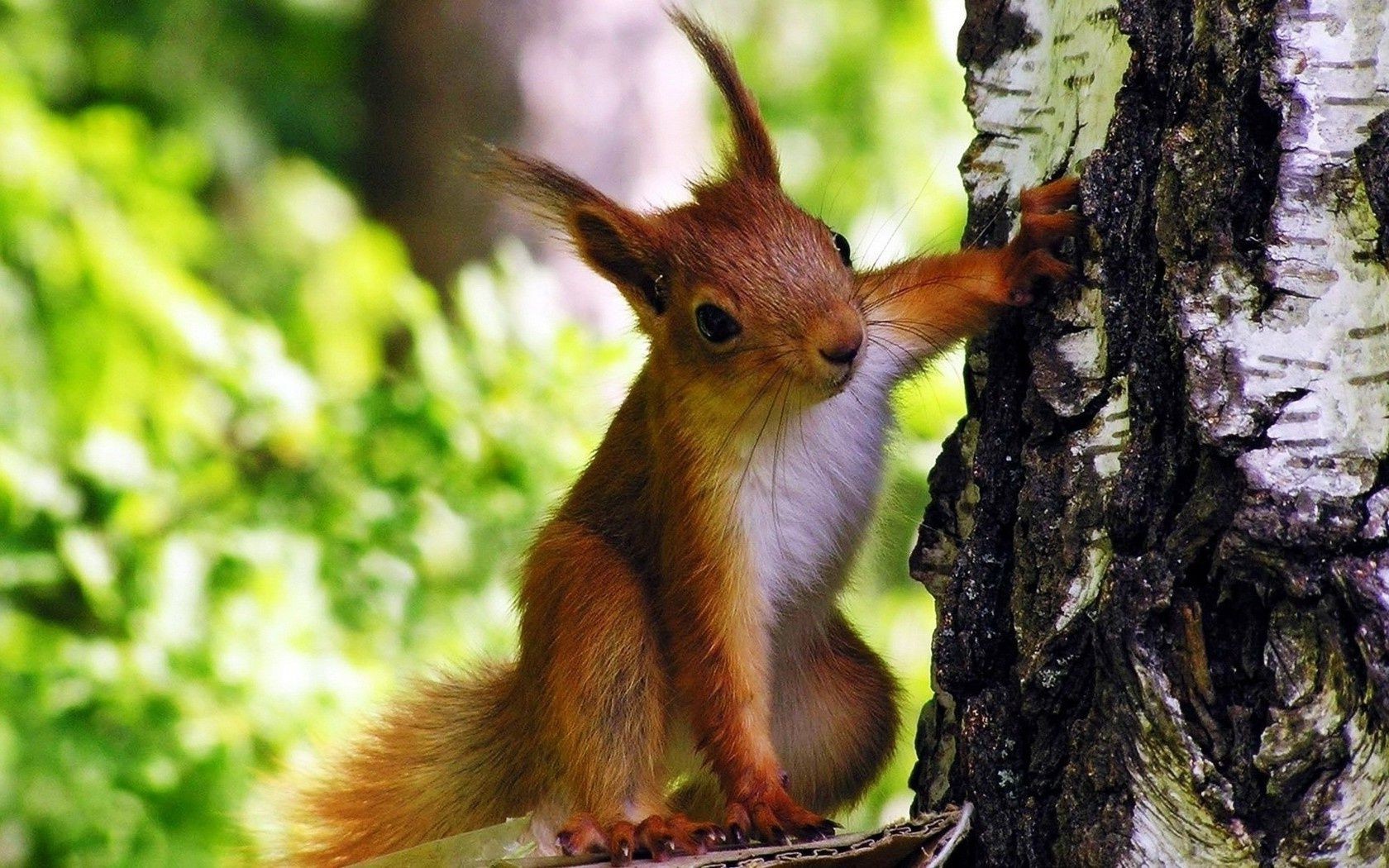 proteins wildlife wood nature mammal tree cute outdoors animal squirrel wild little fur