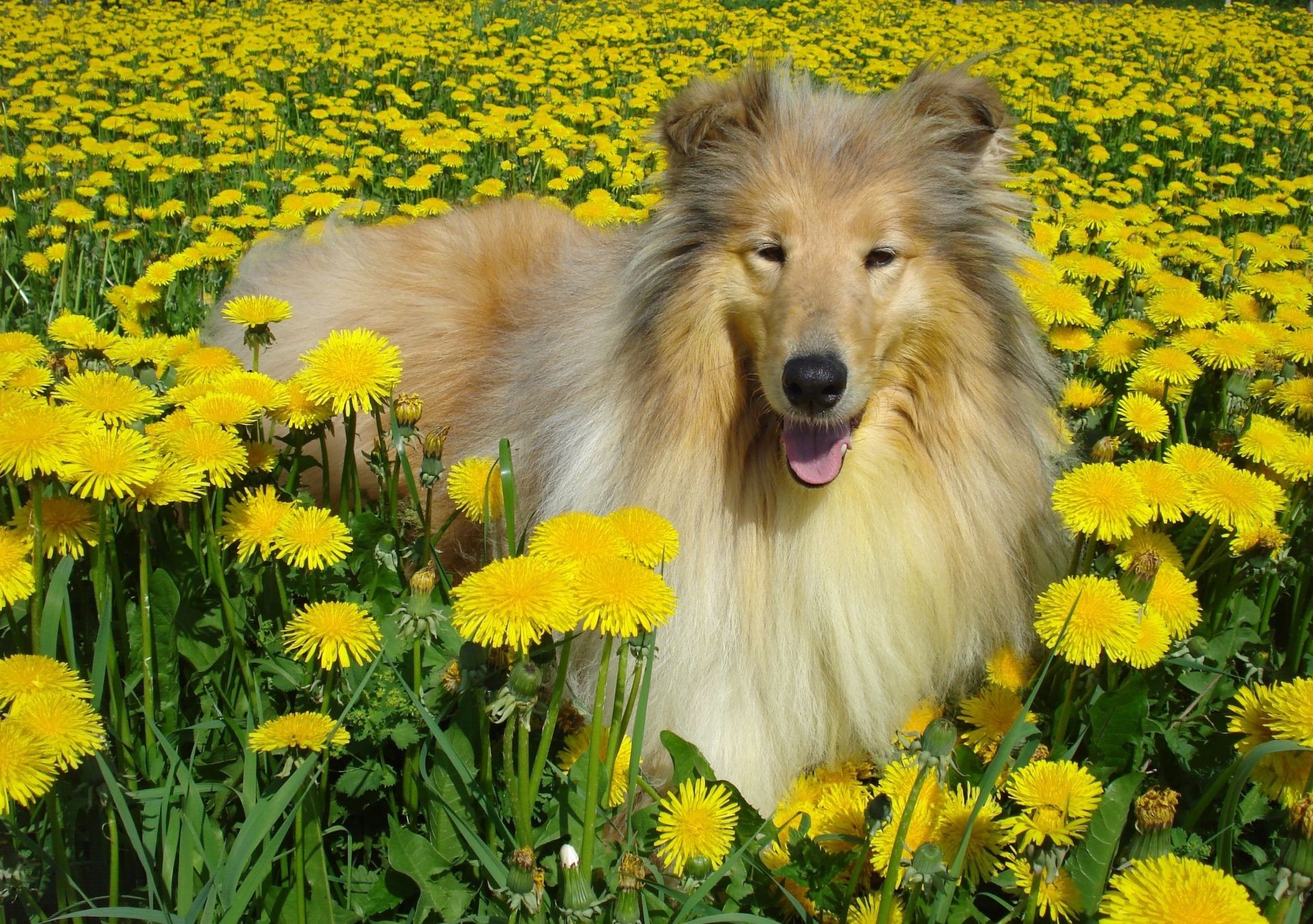 chiens nature fleur herbe été pissenlit à l extérieur champ