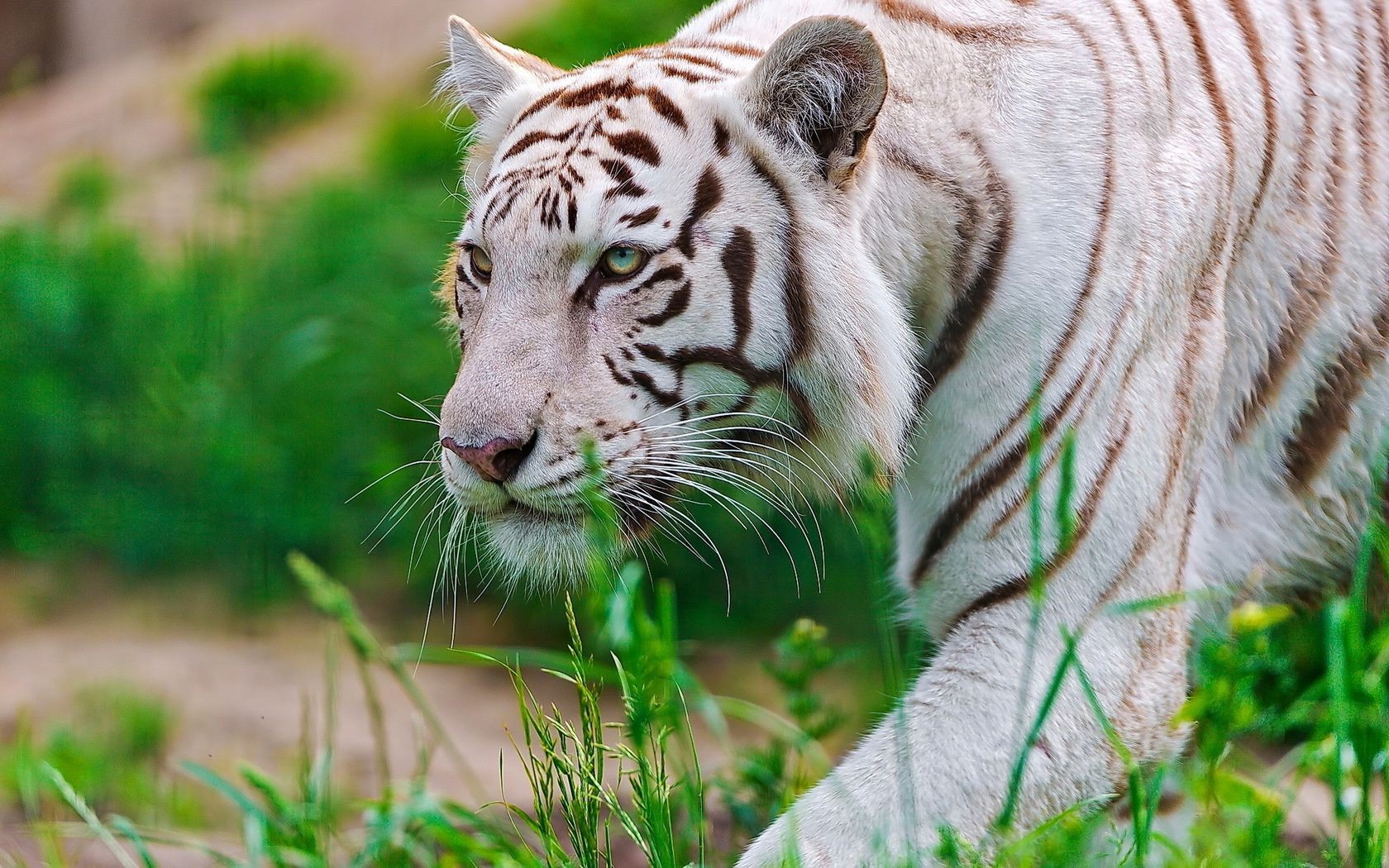 tigri fauna selvatica animale predatore gatto mammifero zoo grande tigre selvaggio natura mangiatore di carne giungla safari pelliccia cacciatore erba pericolo caccia in via di estinzione testa