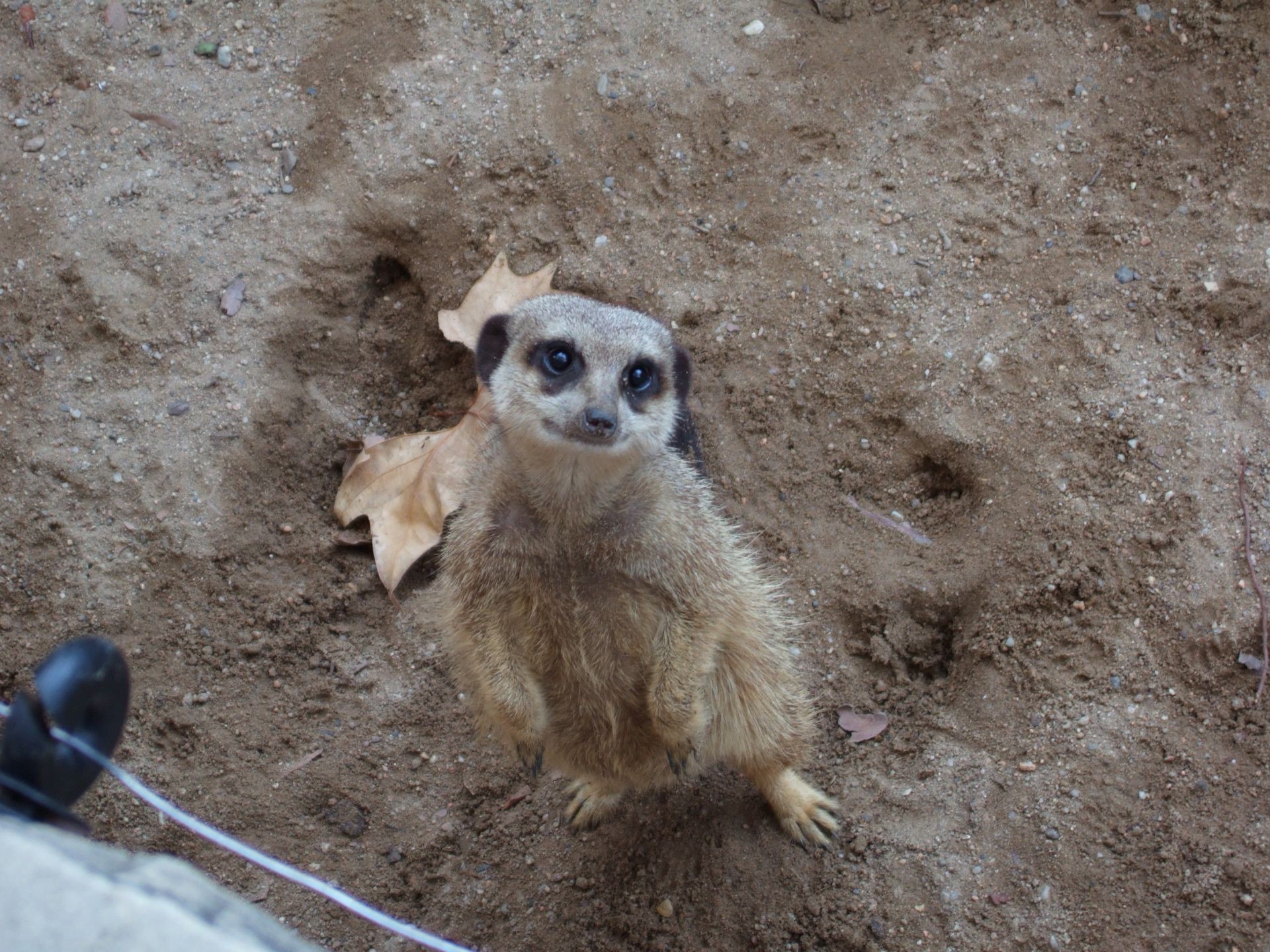 animais mamífero vida selvagem jardim zoológico natureza meerkat selvagem ao ar livre sozinho fofa