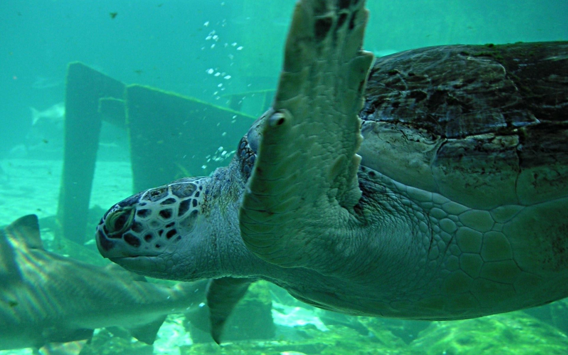 animais debaixo d água tartaruga água natação natureza peixes oceano vida selvagem mar fuzileiro naval gadanha coral mergulho recife tropical animal água aquário