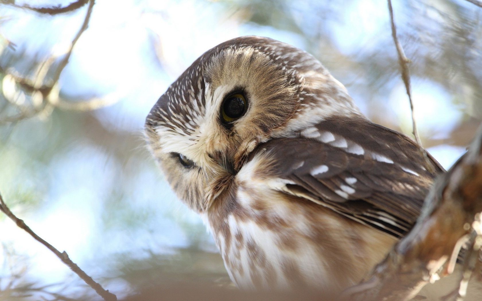 animais vida selvagem pássaro natureza ao ar livre madeira animal árvore selvagem inverno