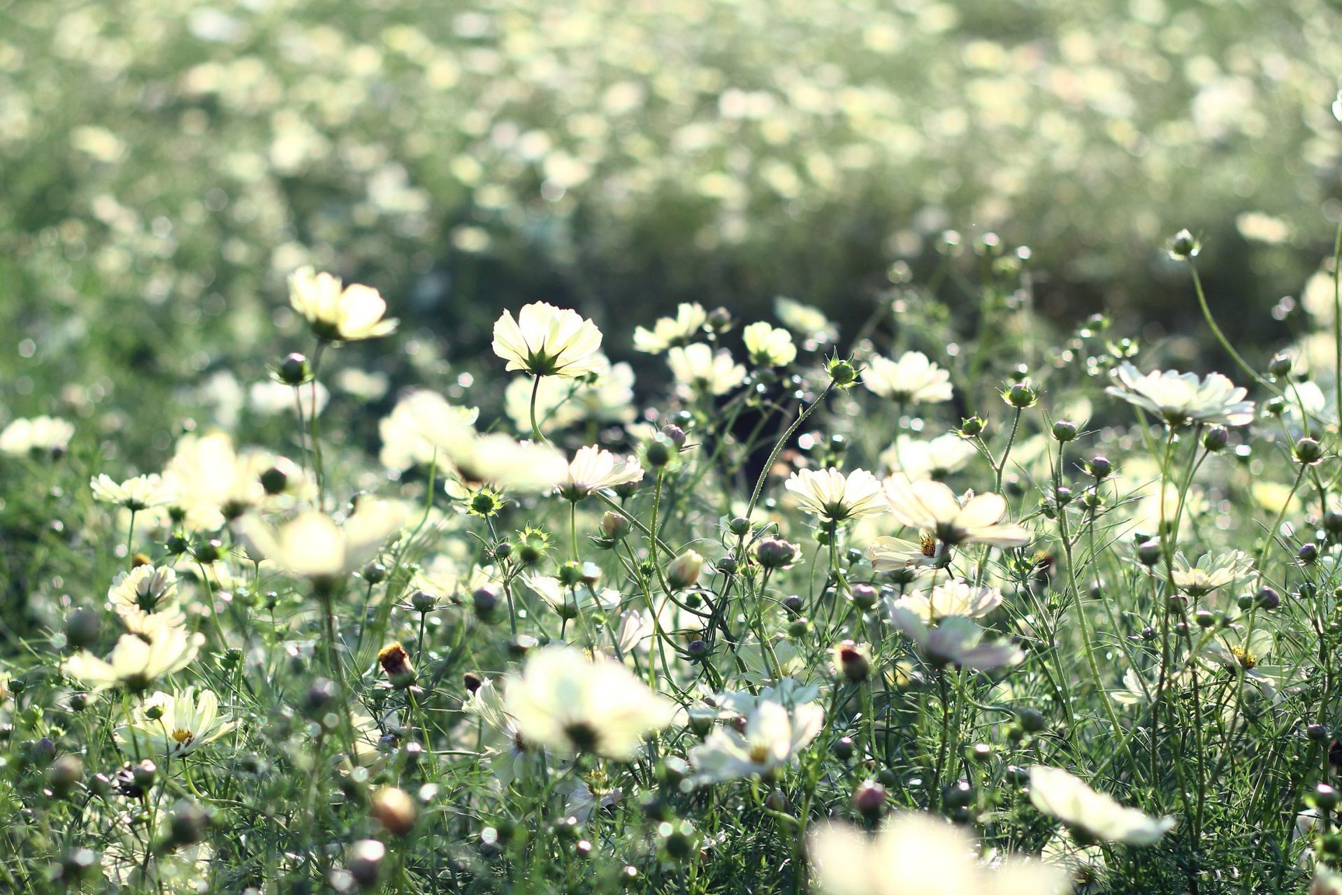 fleurs champ fleur nature été flore foin herbe soleil saison beau temps jardin rural croissance paysage extérieur couleur feuille ensoleillé lumineux environnement