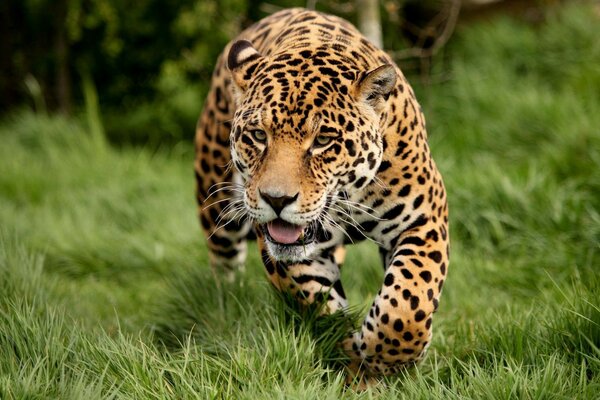 Leopard auf der Jagd im Sommer