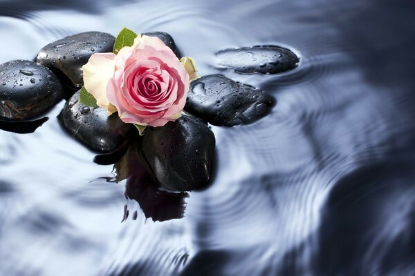 Roses and water in nature