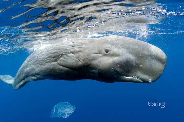 Enorme animale marino acquatico